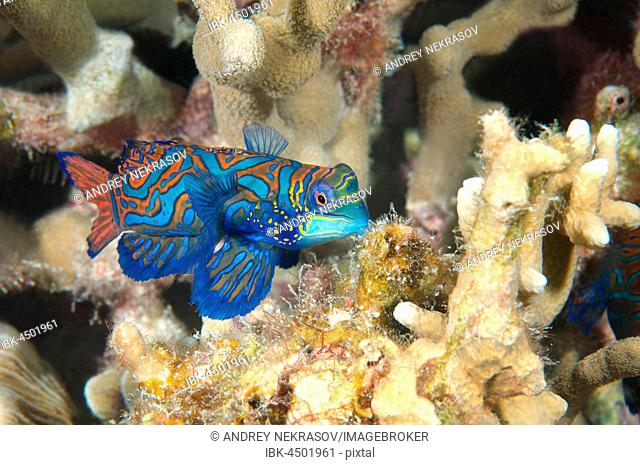 Mandarinfish (Synchiropus splendidus) on coral reef, Indo-Pacific Ocean, Philippines