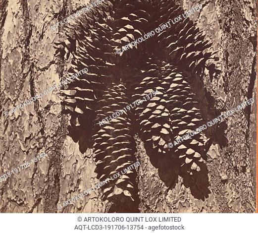 The Cone of the California Sugar Pine Tree., J.J. Reilly (American, born Scotland, 1838 - 1894), 1870–1873, Albumen silver print
