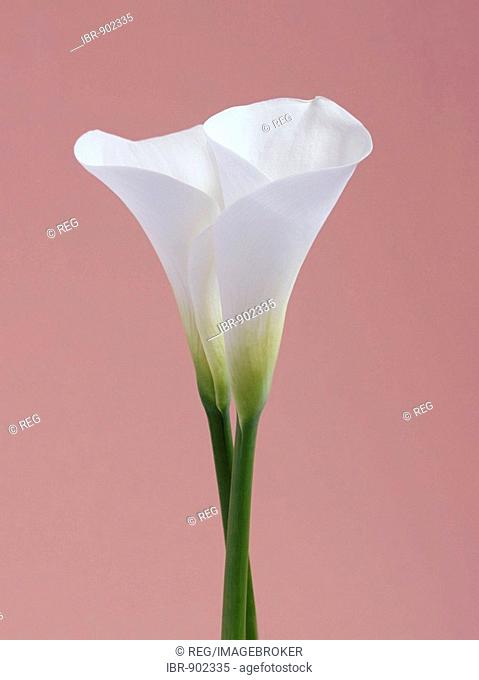 Zantedeschia (Zantedeschia), white flower