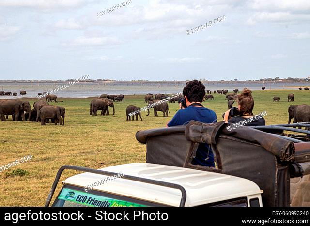 Kaudulla National Park, Sri Lanka - August 16, 2018: A couple is watching a group of elephants from a jeep in Kaudulla National Park