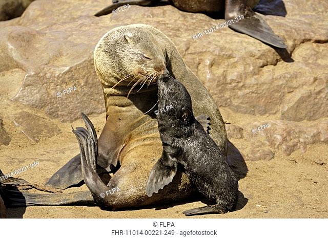 Cape Fur Seal Arctocephalus pusillus Adult female identifying her young by smell, Cape Cross, Namibia