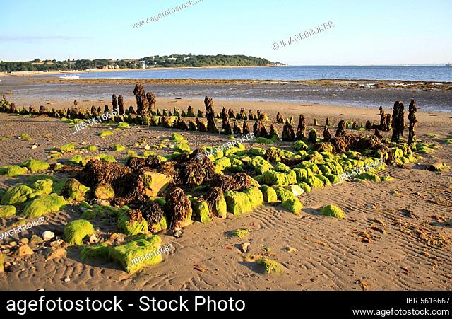 Remains of breakwater covered with seaweed, on beach with incoming tide, Bembridge, Isle of Wight, England, United Kingdom, Europe