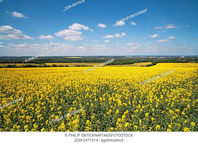 Field of yellow oll on farmland near basingstoke in Hampshire England