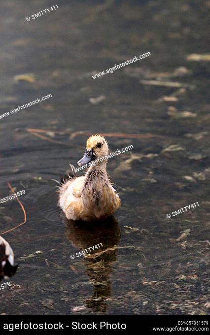 Adolescent juvenile muscovoy duckling Cairina moschata before feathers are fully formed in Naples, Florida