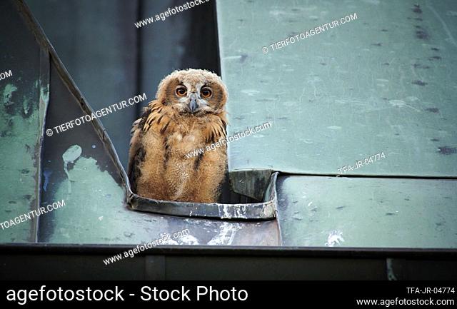Eurasian Eagle Owl on the roof