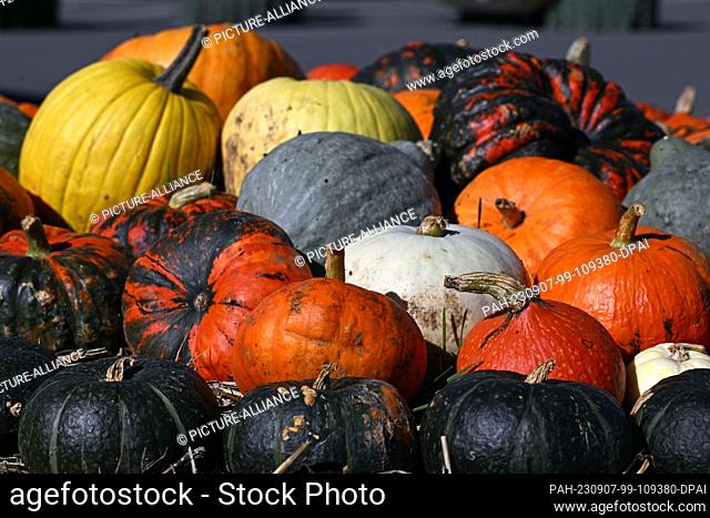 07 September 2023, Thuringia, Erfurt: Colorful pumpkins lie next to each other. The pumpkin harvest has begun in Saxony. According to the State Statistical...