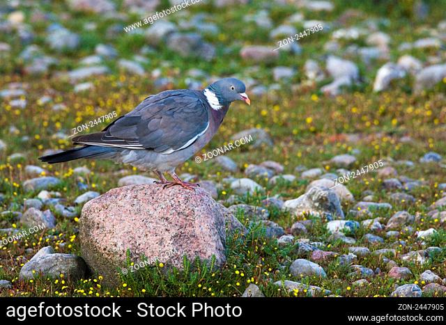 Ringeltaube, (Columba palumbus), Deutschland, sitzt auf einem Stein | dove, wood pigeon, (Columba palumbus), Germany, sitting on a rock