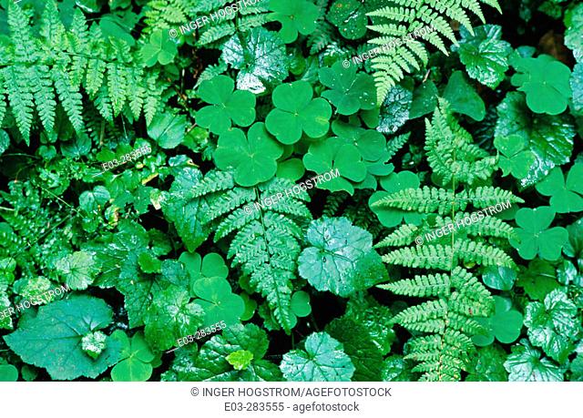 Redwood sorrel (Oxalis oregana), wood fern (Dryopteris sp.) and piggyback plant (Tolmiea menziesii). Hoh Rain Forest. Olympic National Park