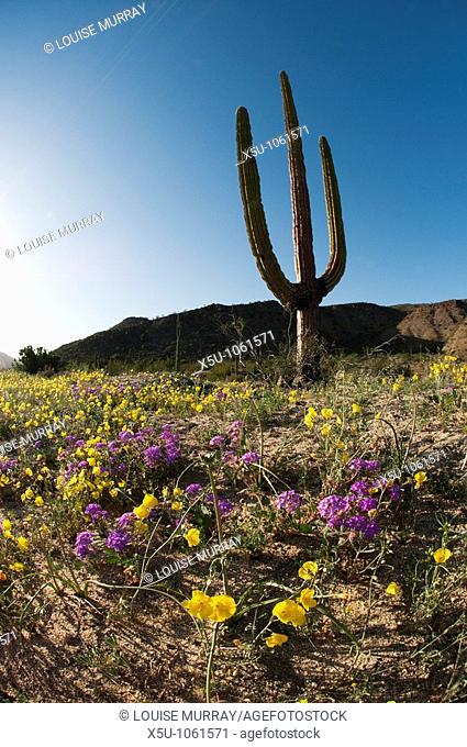 Giant Cardon cactus - Pachycereus pringlei Cardón is a species of cactus, native to northwestern Mexico in the states of Baja California, Baja California Sur