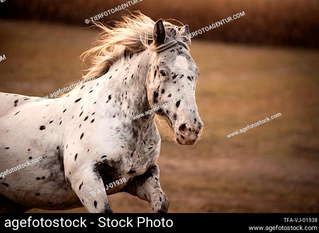 Noriker horse portrait