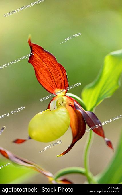 Lady's-slipper orchid (Cypripedium calceolus)