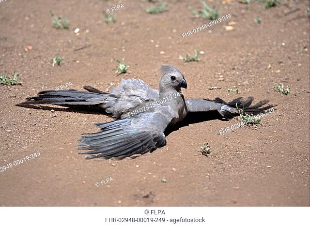Grey Go-away-bird Corythaixoides concolor adult, sunbathing, Kruger N P , South Africa
