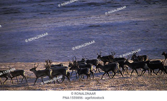 Herd of reindeer during the Ruska autumn in Saariselka, the mountainous part of the national park Urho Kekkonen, north-eastern Finnish Lapland
