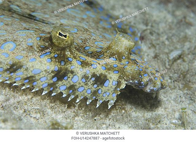 Peacock fish or flounder. Cayman
