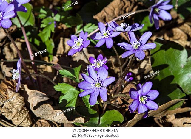 Die blauen Blütensterne des Leberblümchens zieren den Waldboden zur Frühlingszeit