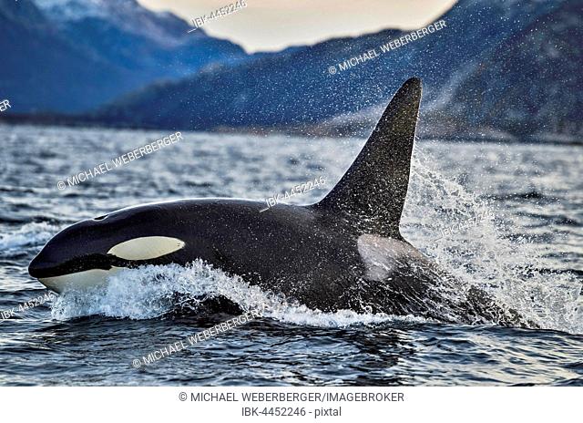 Orca or killer whale (Orcinus orca), Kaldfjorden, Norway