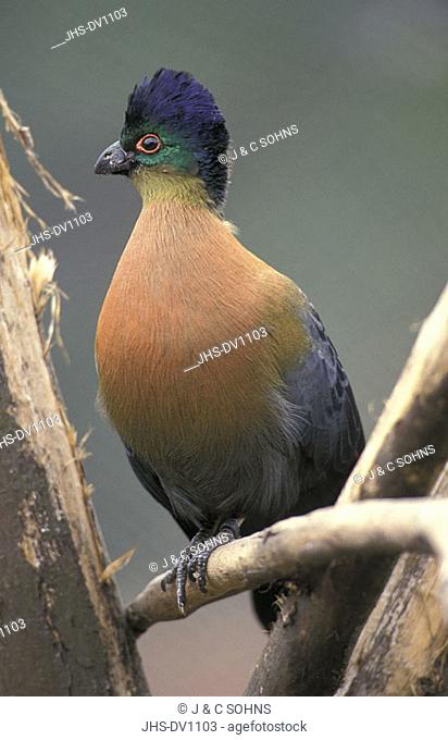 Purplecrested Lourie Tauraco porphyreolophus South Africa Africa