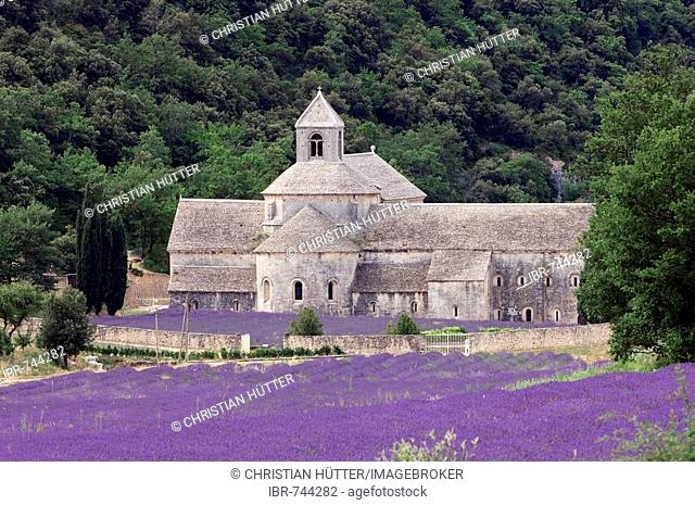 Blooming Lavender (Lavendula angustifolia) field in front of Senanque Abbey, Gordes, Provence, Southern France, France, Europe
