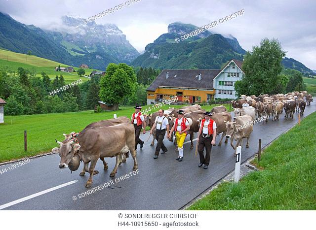 Tradition, folklore, national costumes, cow, cows, agriculture, animals, animal, national costumes, national costume party, Appenzell, Appenzell Innerroden, alp