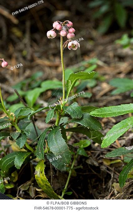 Umbellate Wintergreen Chimaphila umbellata flowering, California, U S A