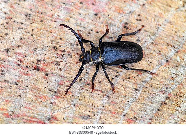 Prionus longhorn beetle, Greater British longhorn, The tanner, The sawyer (Prionus coriarius), sitting on wood, Germany, Baden-Wuerttemberg