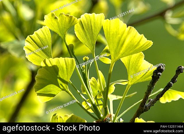 May 19, 2020, Schleswig-Holstein, Schleswig: Close-up of some freshly sprouting ginkgo leaves on a ginkgo tree in spring