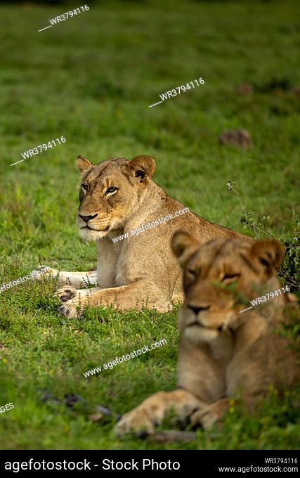 Two Lionesses, Panthera leo, lying together in grass