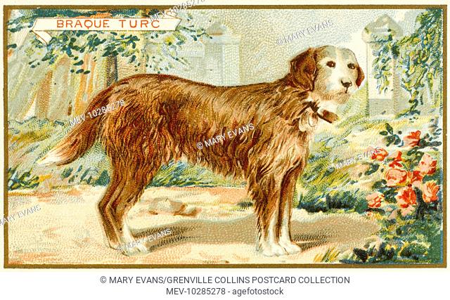 A 'fantasy' impression of what Turkish sheepdog looks like - issued as a coffee advertising card - they don't look like this in real life!