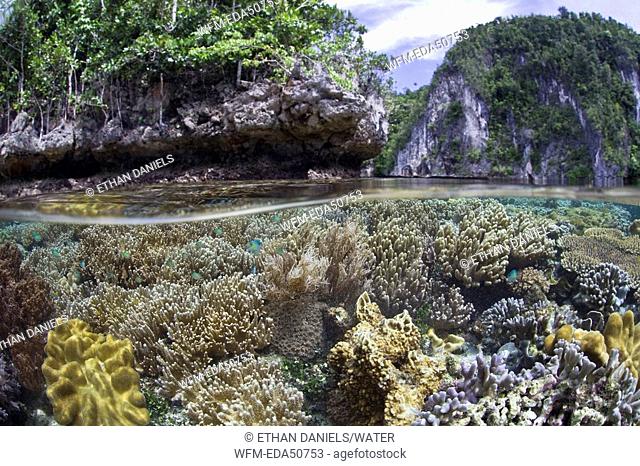 Biodiversity in shallow Coral Reef, Misool, Raja Ampat, West Papua, Indonesia