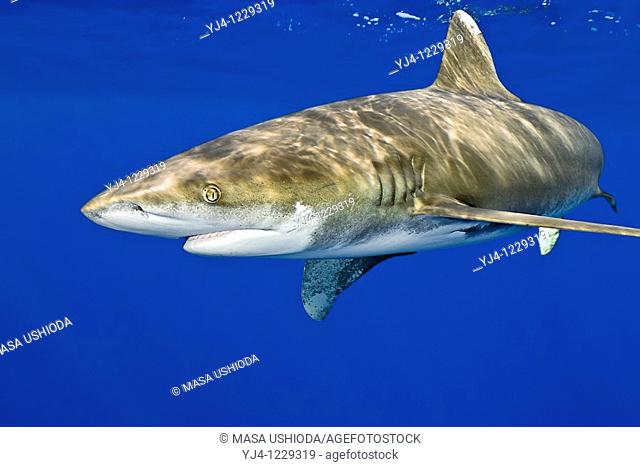 oceanic whitetip shark, Carcharhinus longimanus, Kona Coast, Big Island, Hawaii, USA, Pacific Ocean