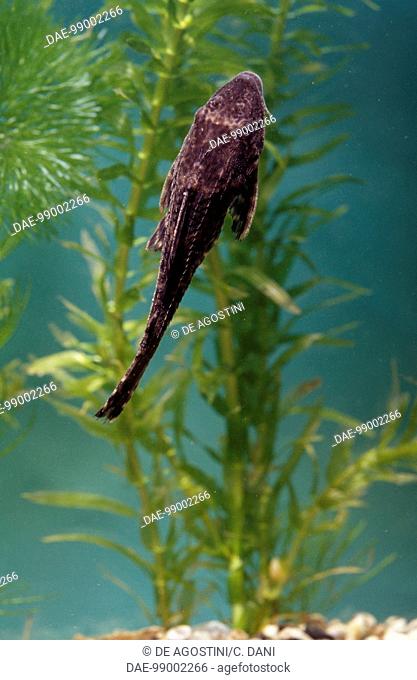 Suckermouth catfish or Common pleco (Hypostomus plecostomus), Loricariidae, in aquarium