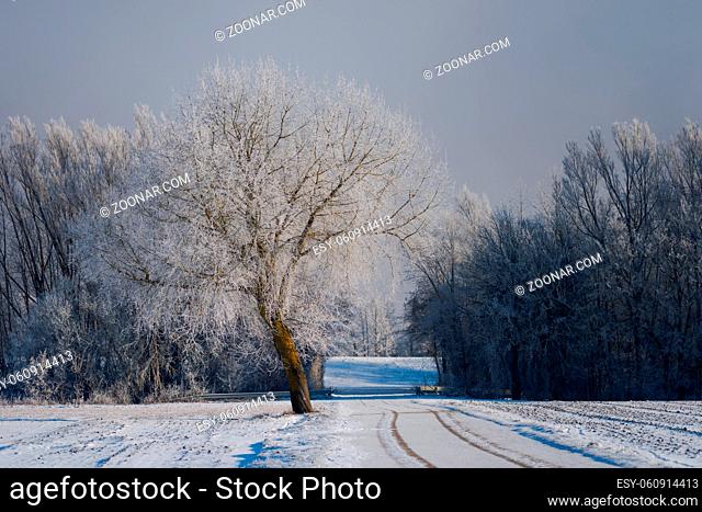 Single tree in winter with hoarfrost and snow standing before line of trees with thick fog in background