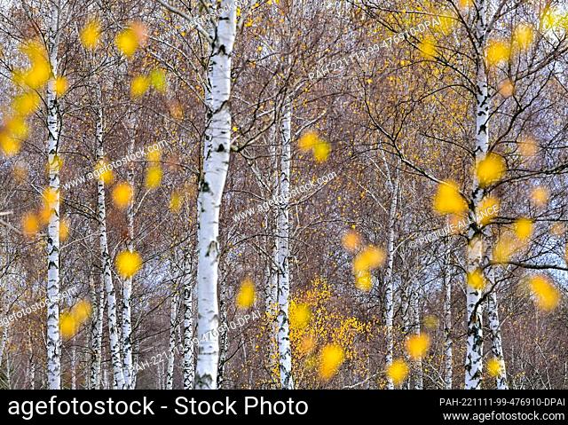 11 November 2022, Brandenburg, Reicherskreuz: Only a few autumn-colored leaves can still be seen on the birch trees in the Reicherskreuzer Heide nature reserve