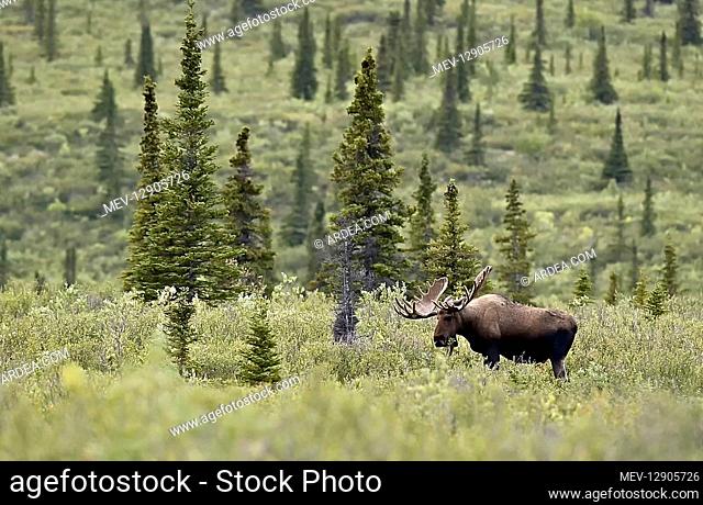 Alaska Moose in a field - Male moose standing in a bushy tundra plane with scattered pine trees around - Alaska