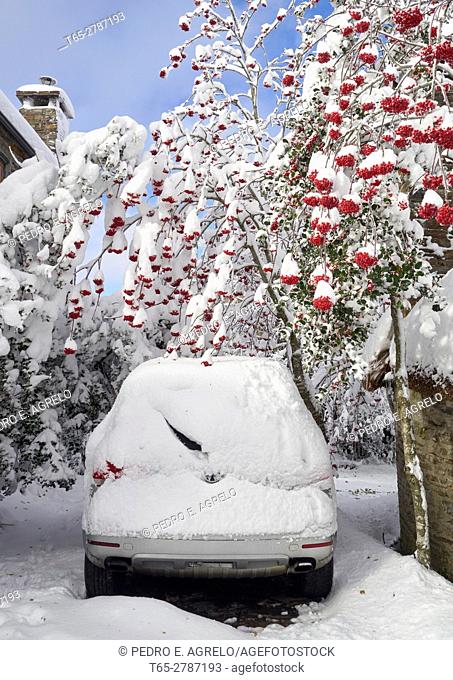 A snow covered car, under a blossom Holly. In the tourist town of O Cebreiro, in the mountains of Lugo