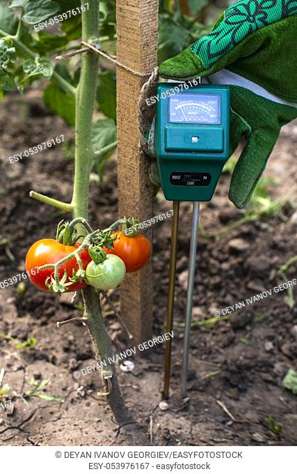 Moisture meter tester in soil. Measure soil for humidity on tomato plants with digital device. Woman farmer in a garden. Concept for new technology in the...