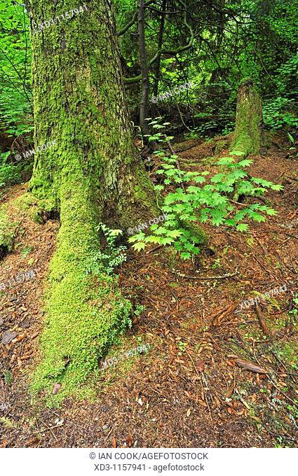 moss-covered tree root structure, Pacific Spirit Park, University of British Columbia, Vancouver, British Columbia, Canada
