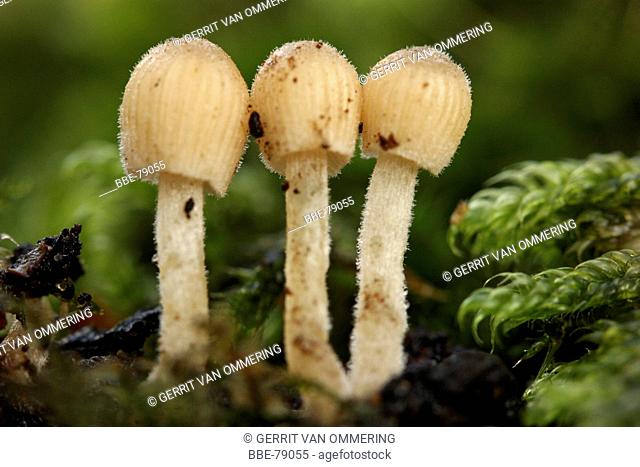 sideview of three young specimens on rotting wood