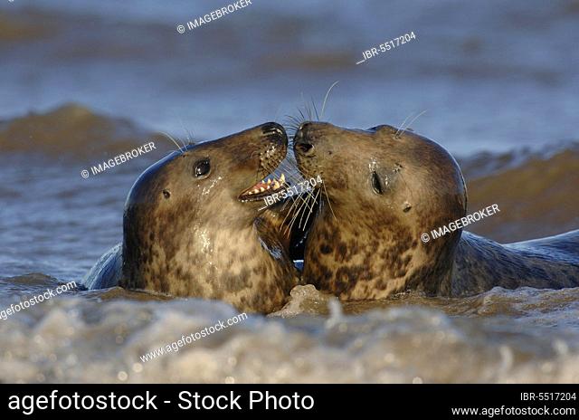 Grey Seal (Halichoerus grypus) two sub-adults, play-fighting amongst breaking waves, Lincolnshire, England, United Kingdom, Europe