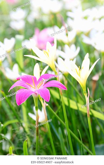 Rain lily, Fairy Lily, Little Witches flower in garden