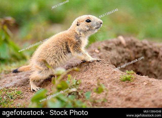 Black-tailed prairie dog (Cynomy ludovicianus) young animal on a burrow, Germany