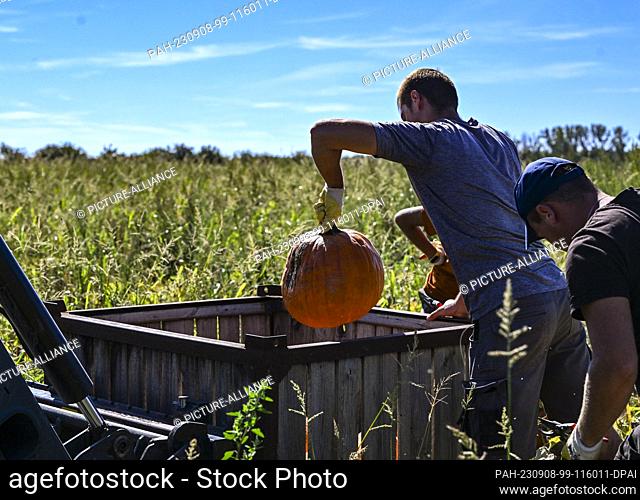PRODUCTION - 05 September 2023, Brandenburg, Beelitz: Harvest workers from Winkelmanns Hof Klaistow work in a field and collect the pumpkins in large boxes