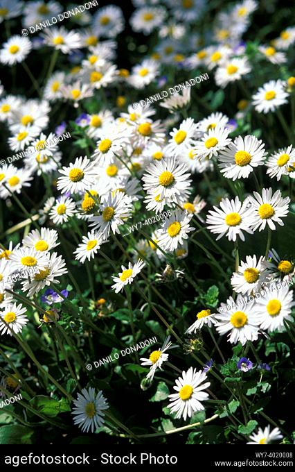 daisy flowers, alzano lombardo, italy
