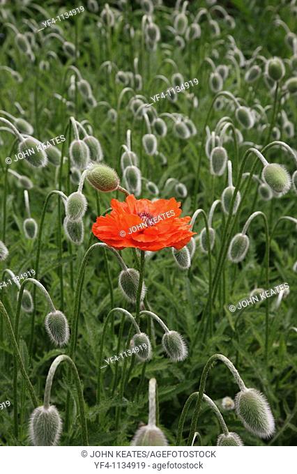A single poppy flower in the middle of a sea of buds