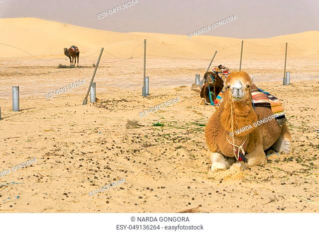 Three colorful camels rest in the Ong Jemel desert in Tunisia