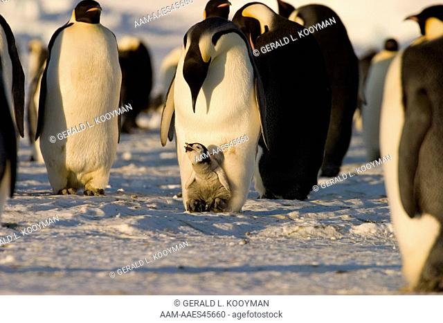 Emperor penguin (Aptenodytes forsteri) brooding chick Western Ross Sea colony, Antarctica