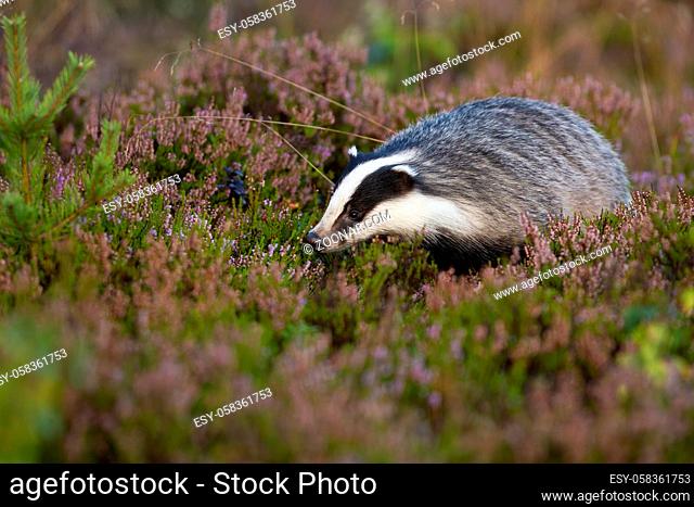 Fluffy european badger, meles meles, looking for food on violet moorland with heather. Wild animal with soft black and white fur animal sniffing for smells with...