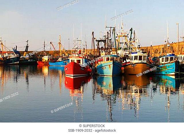 Fishing boats in early morning summer sunshine Kilmore Quay and harbour County Wexford Ireland Europe EU
