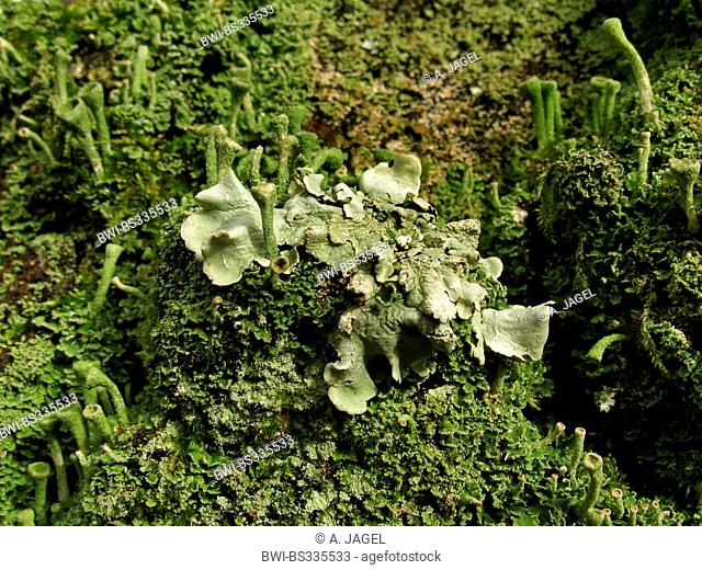 Common greenshield lichen (Flavoparmelia caperata, Parmelia caperata), on bark with Cladonia, Germany