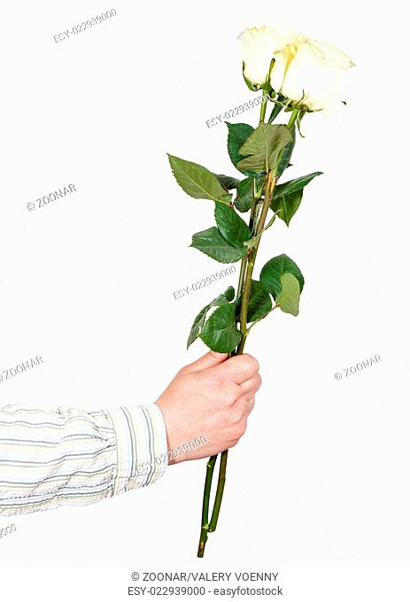 hand giving two white roses isolated